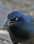 Common Grackle 7587